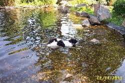 Casper (Hund von Jenny`s Eltern) beim baden