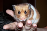 Hamsterdame Bibi
