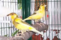 Unsere Kanarienvögel