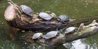 Wasserschildkröten im Duisburger Zoo